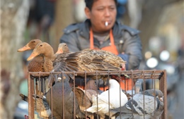  Cúm gia cầm H7N9 tiếp tục lây lan ở Trung Quốc 